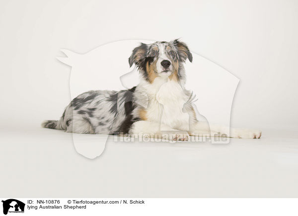 liegender Australian Shepherd / lying Australian Shepherd / NN-10876