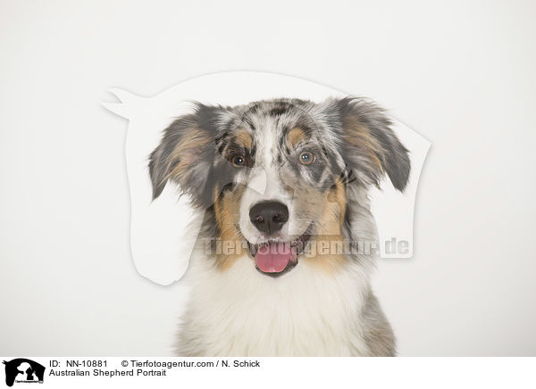 Australian Shepherd Portrait / Australian Shepherd Portrait / NN-10881