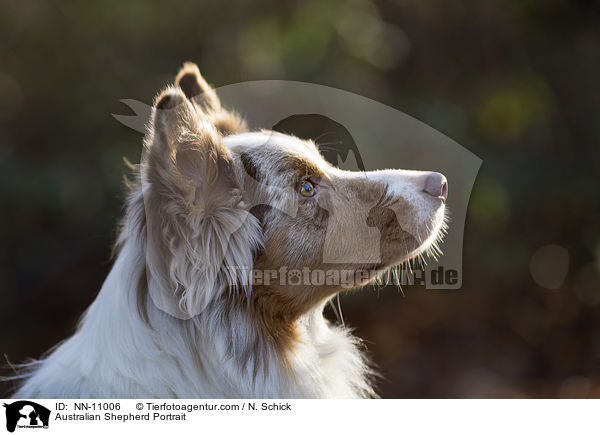 Australian Shepherd Portrait / Australian Shepherd Portrait / NN-11006