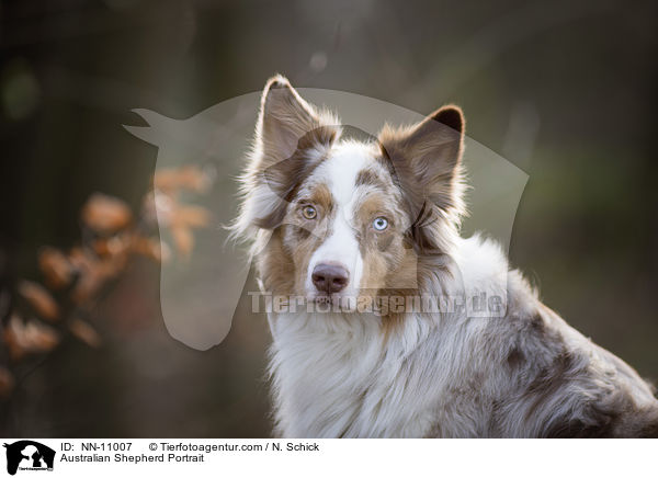 Australian Shepherd Portrait / Australian Shepherd Portrait / NN-11007