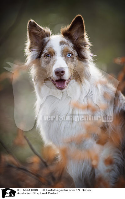 Australian Shepherd Portrait / Australian Shepherd Portrait / NN-11008