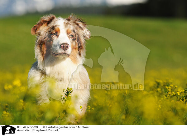 Australian Shepherd Portrait / Australian Shepherd Portrait / AG-02229