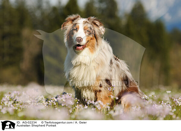 Australian Shepherd Portrait / Australian Shepherd Portrait / AG-02234