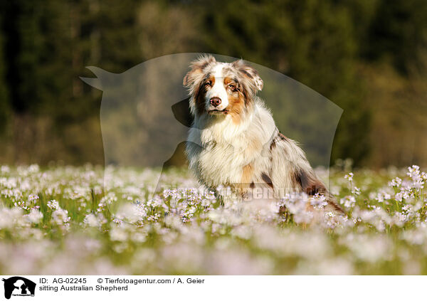 sitzender Australian Shepherd / sitting Australian Shepherd / AG-02245