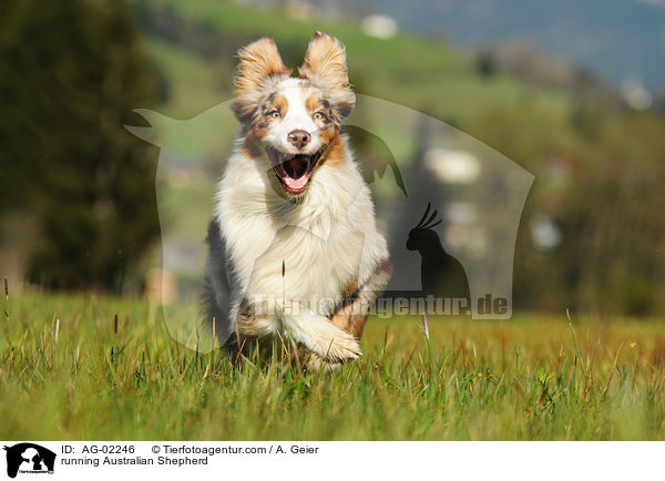 rennender Australian Shepherd / running Australian Shepherd / AG-02246