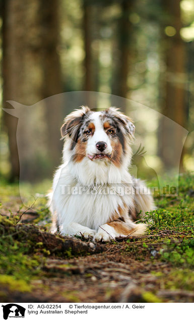 liegender Australian Shepherd / lying Australian Shepherd / AG-02254