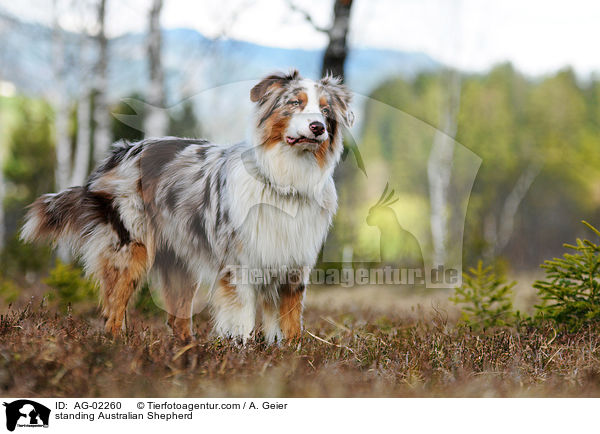 stehender Australian Shepherd / standing Australian Shepherd / AG-02260