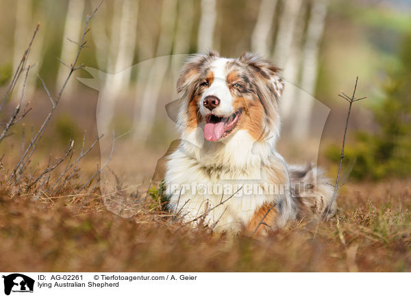 liegender Australian Shepherd / lying Australian Shepherd / AG-02261