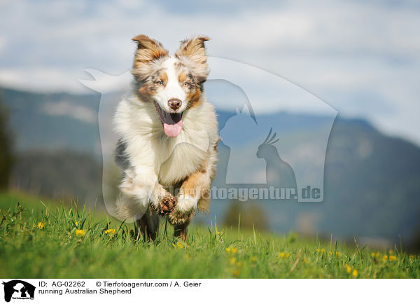 rennender Australian Shepherd / running Australian Shepherd / AG-02262