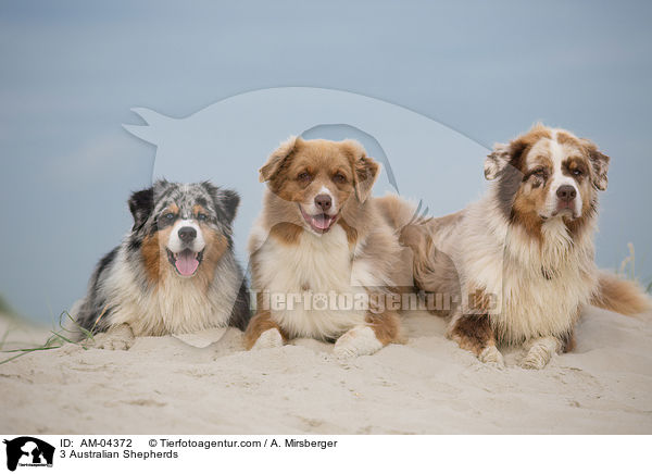 3 Australian Shepherds / 3 Australian Shepherds / AM-04372