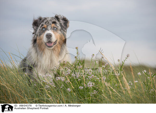 Australian Shepherd Portrait / Australian Shepherd Portrait / AM-04376