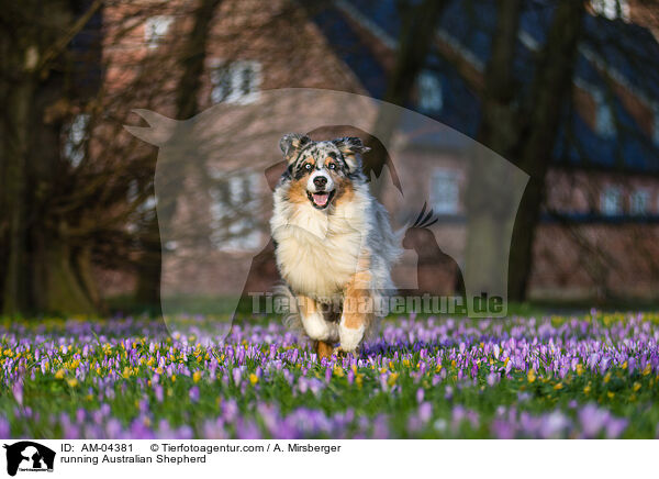 rennender Australian Shepherd / running Australian Shepherd / AM-04381
