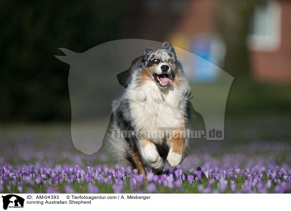 rennender Australian Shepherd / running Australian Shepherd / AM-04393