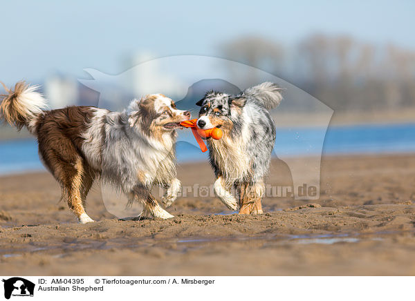 Australian Shepherd / Australian Shepherd / AM-04395