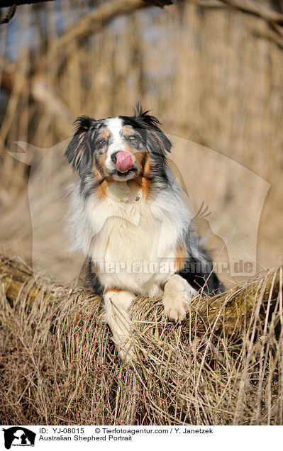 Australian Shepherd Portrait / Australian Shepherd Portrait / YJ-08015