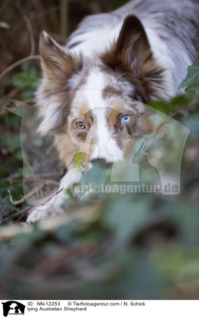 liegender Australian Shepherd / lying Australian Shepherd / NN-12253