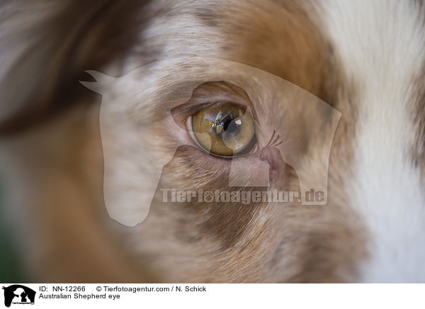 Australian Shepherd eye / NN-12266