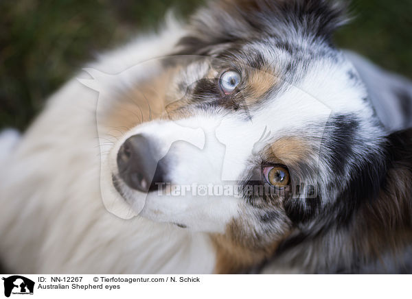 Australian Shepherd Augen / Australian Shepherd eyes / NN-12267