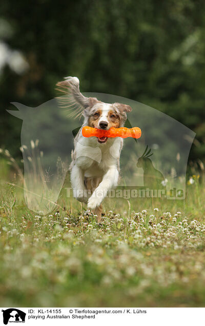 spielender Australian Shepherd / playing Australian Shepherd / KL-14155