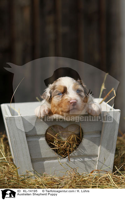 Australian Shepherd Welpe / Australian Shepherd Puppy / KL-14195