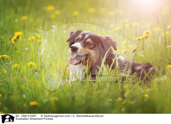 Australian Shepherd Portrait / Australian Shepherd Portrait / CDE-01687