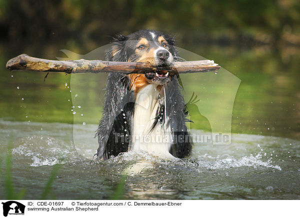 schwimmender Australian Shepherd / swimming Australian Shepherd / CDE-01697