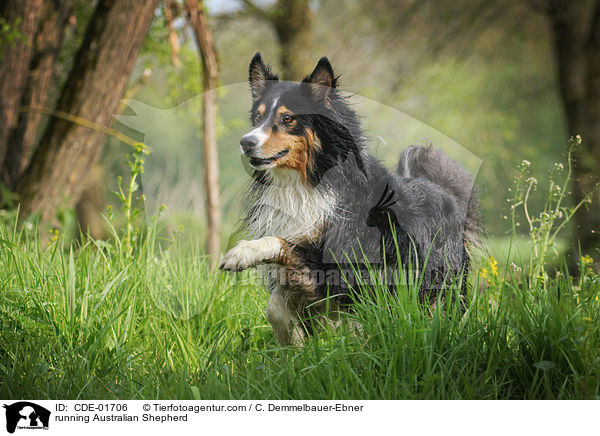 running Australian Shepherd / CDE-01706