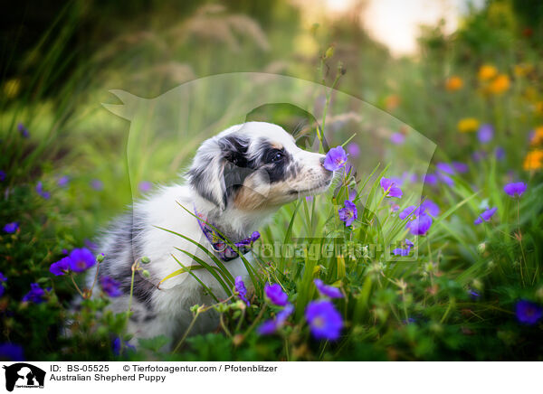 Australian Shepherd Welpe / Australian Shepherd Puppy / BS-05525