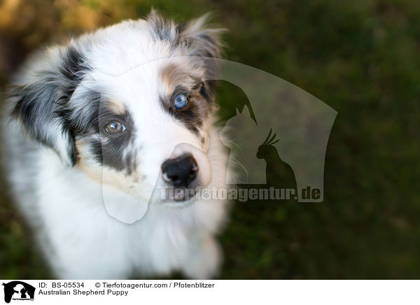 Australian Shepherd Welpe / Australian Shepherd Puppy / BS-05534