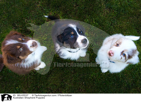 Australian Shepherd Welpen / Australian Shepherd Puppies / BS-05537