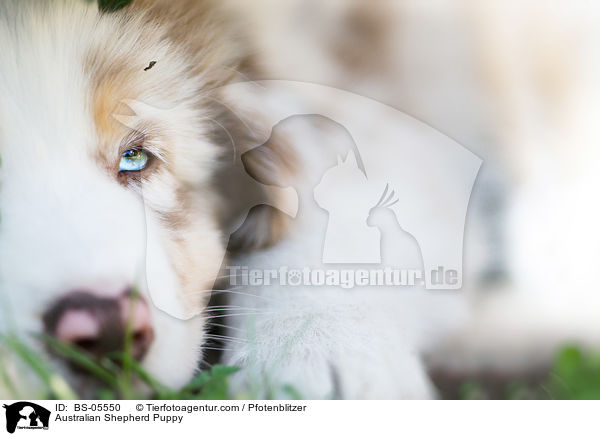 Australian Shepherd Puppy / BS-05550