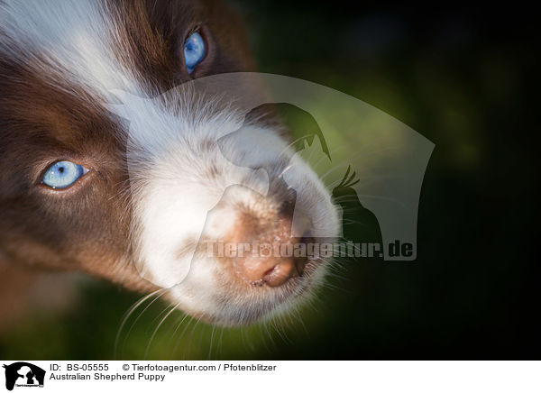 Australian Shepherd Welpe / Australian Shepherd Puppy / BS-05555