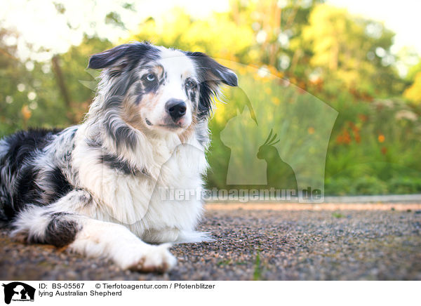 liegender Australian Shepherd / lying Australian Shepherd / BS-05567