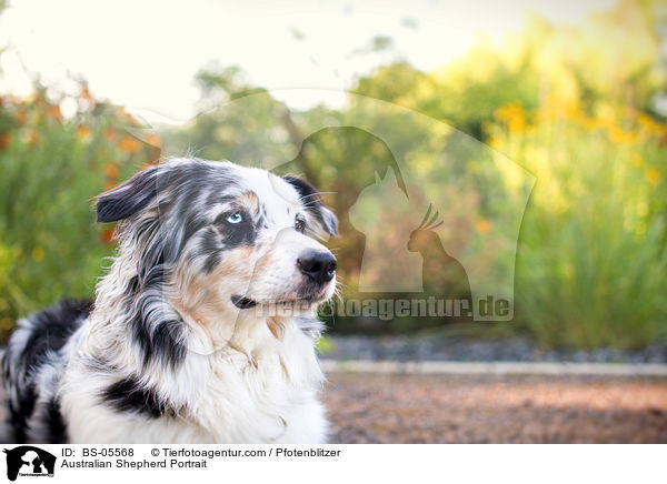 Australian Shepherd Portrait / Australian Shepherd Portrait / BS-05568
