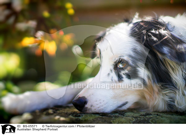 Australian Shepherd Portrait / Australian Shepherd Portrait / BS-05571