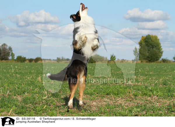 springender Australian Shepherd / jumping Australian Shepherd / SS-38116