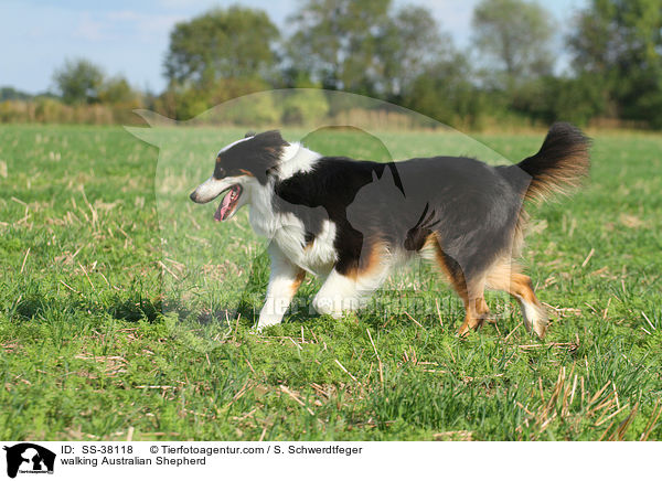 laufender Australian Shepherd / walking Australian Shepherd / SS-38118