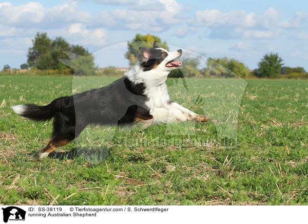 rennender Australian Shepherd / running Australian Shepherd / SS-38119