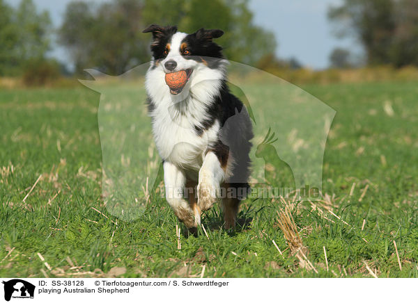 spielender Australian Shepherd / playing Australian Shepherd / SS-38128