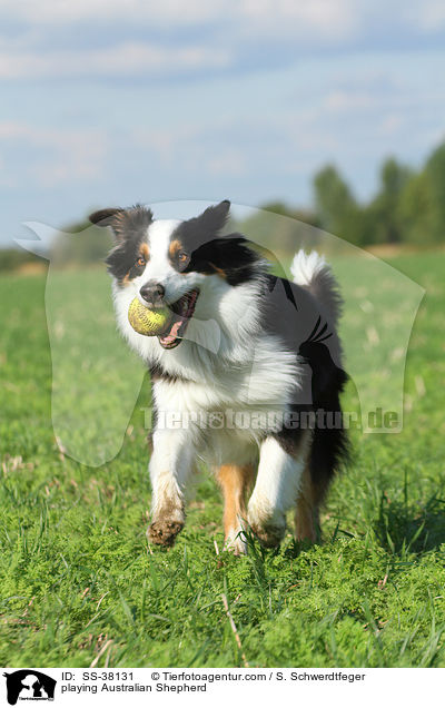 spielender Australian Shepherd / playing Australian Shepherd / SS-38131