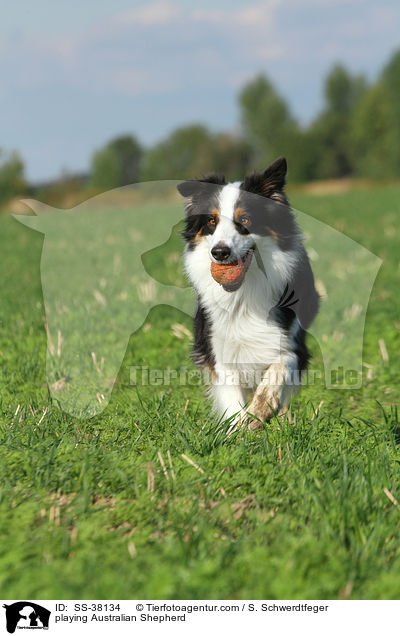 spielender Australian Shepherd / playing Australian Shepherd / SS-38134