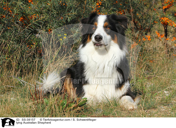 liegender Australian Shepherd / lying Australian Shepherd / SS-38157