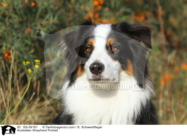Australian Shepherd Portrait / Australian Shepherd Portrait / SS-38161