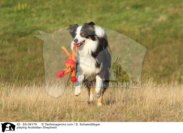 spielender Australian Shepherd / playing Australian Shepherd / SS-38179