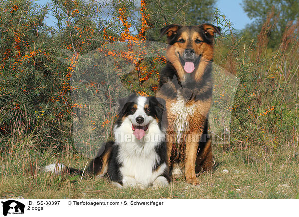 2 Hunde / 2 dogs / SS-38397