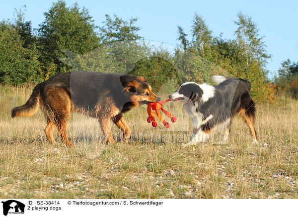 2 playing dogs / SS-38414