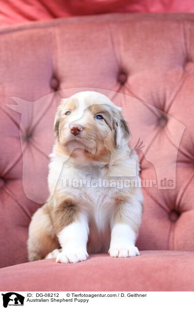 Australian Shepherd Welpe / Australian Shepherd Puppy / DG-08212