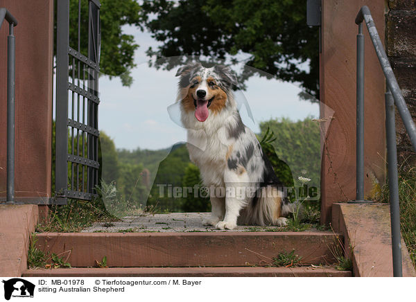sitzender Australian Shepherd / sitting Australian Shepherd / MB-01978