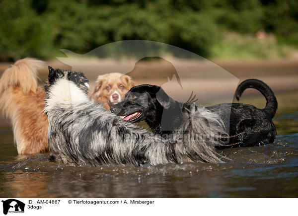 3 Hunde / 3dogs / AM-04667