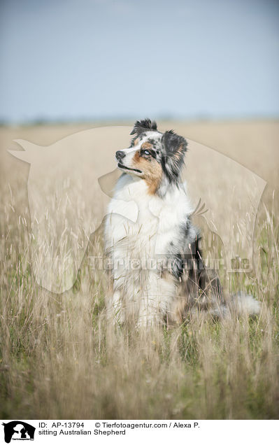 sitzender Australian Shepherd / sitting Australian Shepherd / AP-13794